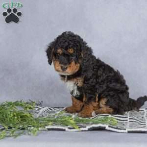 Smokey, Miniature Poodle Puppy
